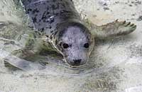 Dory in the convalescence pool - photo was taken on 30th December 2006
