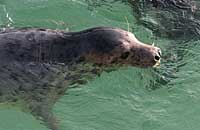 Dory in the convalescence pool - photo was taken on 3rd February 2007