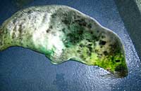 Photo of Dory was taken on 11th November 2006 by Rachael Vine