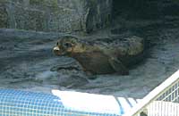 Dunlin, a rescued pup