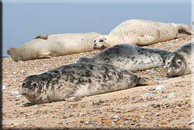 Common seals in the wild