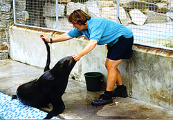 Ellen, one of the animal care team