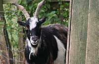 Elvis