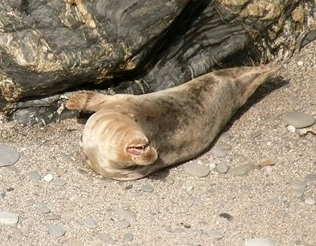 (Erin - Photo copyright of Sue Sayer (www.cornwallsealgroup.co.uk)