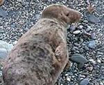 Ermine - photo was taken on 27th January 2008 by Sue Sayer of the Cornwall Seal Group www.cornwallsealgroup.co.uk