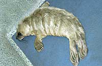 Photo of Eve was taken on 17th November 2006 by Rachael Vine