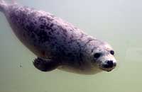 Eve underwater - photo was taken on 26th May 2007