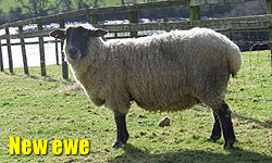 New Ewe