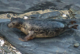 Fats Domino - photo taken by Simon Bone of the Cornwall Seal Group