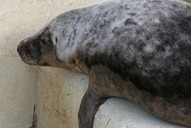 Fawkes