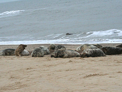 Seals on beach