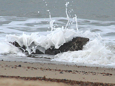 Seal on shore
