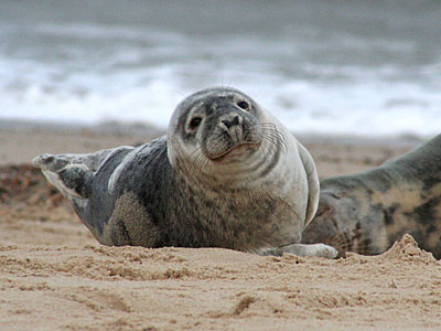 Seal on beach