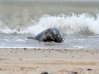 Seal coming ashore