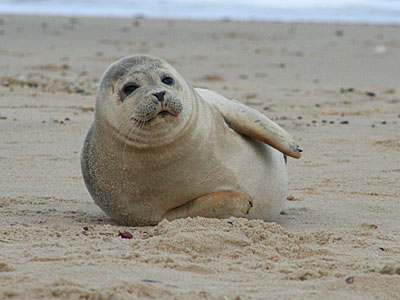Seal on beach