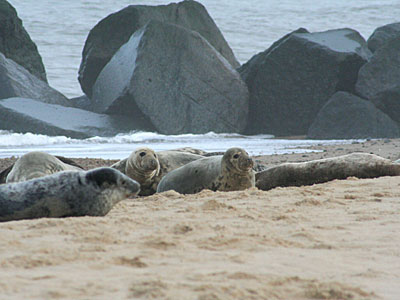 Seals on beach