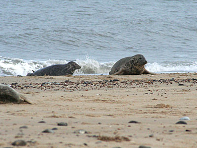 Seals on beach