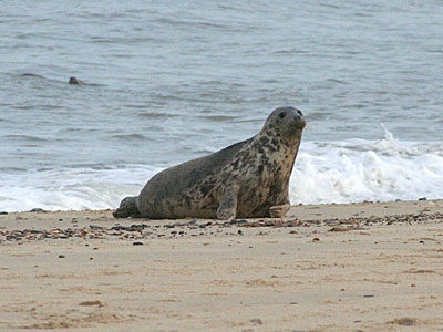 Seal on beach