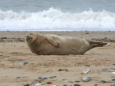 Seal on beach