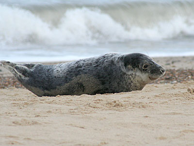 Seal on beach