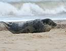 Seal on Beach
