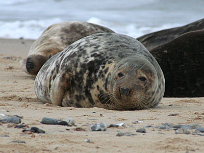 Seals on beach