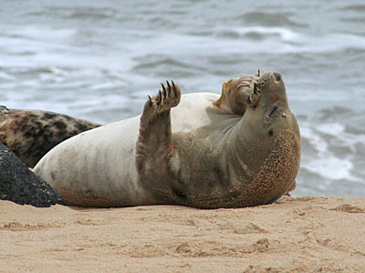 Seal on beach