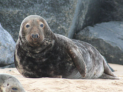 Seal on beach