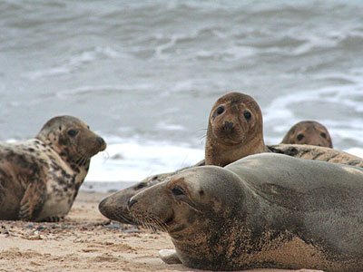 Seals on beach