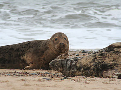 Seals on beach