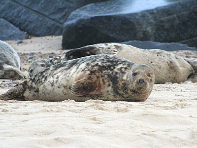 Seals on beach