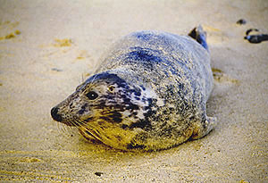 Female seal on beach