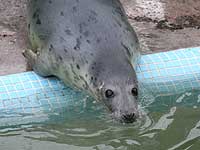 Fenna in the convalescent pool - photo was taken on 27th December 2007