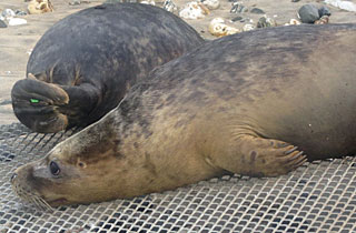 Photo of Finn was taken by Sue Sayer of the Cornwall Seal Group