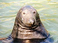 Flipper