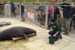 Flipper in training! Photo was taken by Joyce