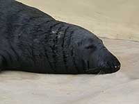 Flipper