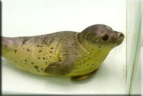 Flipper