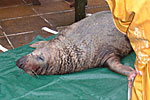 Flipper after his operation - Photo was taken by Rachael Vine