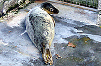 Flounder, as rescued pup