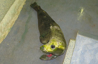 Fred Dibnah on 3rd August 2011