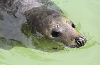 Fred Dibnah on 5th August 2011