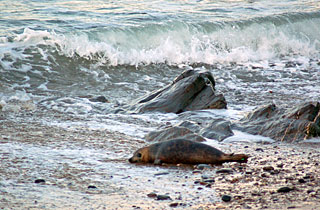 Fred Dibnah released back into the wild
