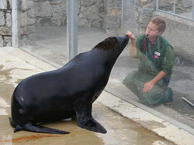 Fur Seal training