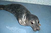 Gannel, rescued seal pup - Photo taken by Dan Jarvis