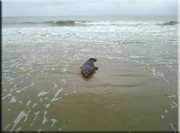 George released back to the wild