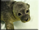 Gerrard - rescued common seal pup 2010 season