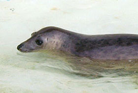 Gilderoy
