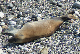 Gilderoy - photo taken by Simon Bone