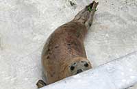 Photo was taken of Ginger on 20th of May 2006 in the convalescence pool. Ginger's flipper (light green) tag number is 38.